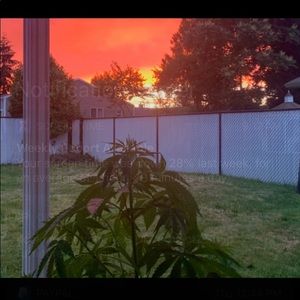 Meet your Posher, Selena